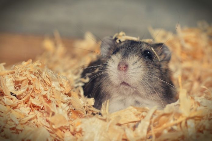 chomik Zdjęcie ilustracyjne. / foto: Pixabay