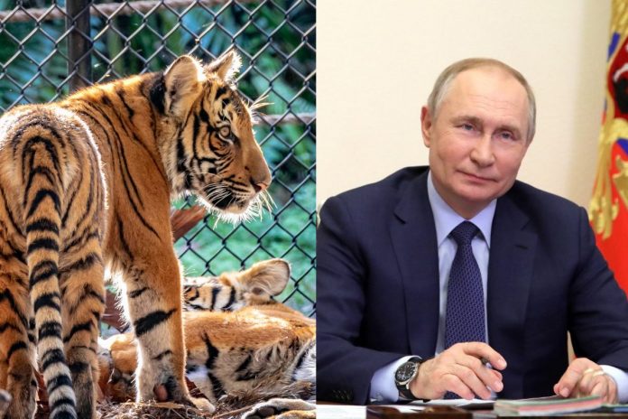 Tygrys w zoo, Władimir Putin, na którego cześć nazwano tygrysa w zoo w Minnesocie Źródło: Pixabay, PAP, collage