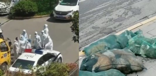 Kadry z nagrań, które mają świadczyć o rzekomym bestialskim traktowaniu zwierząt przez służby w Szanghaju