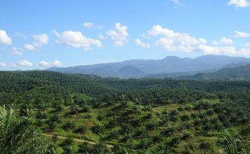 Plantacja oleju palmowego w Indonezji. Zdjęcie ilustracyjne. / foto: Wikipedia, Achmad Rabin Taim, CC BY 2.0