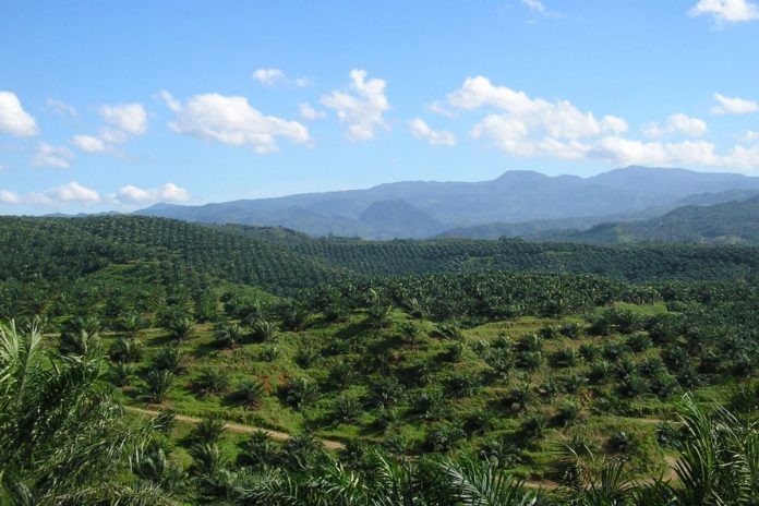 Plantacja oleju palmowego w Indonezji. Zdjęcie ilustracyjne. / foto: Wikipedia, Achmad Rabin Taim, CC BY 2.0