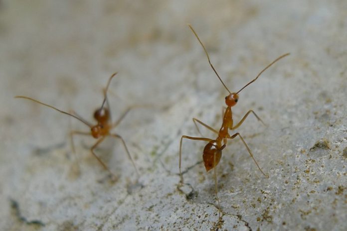Żółte szalone mrówki. Zdjęcie ilustracyjne. / foto: Flickr, John Tann, CC BY 2.0
