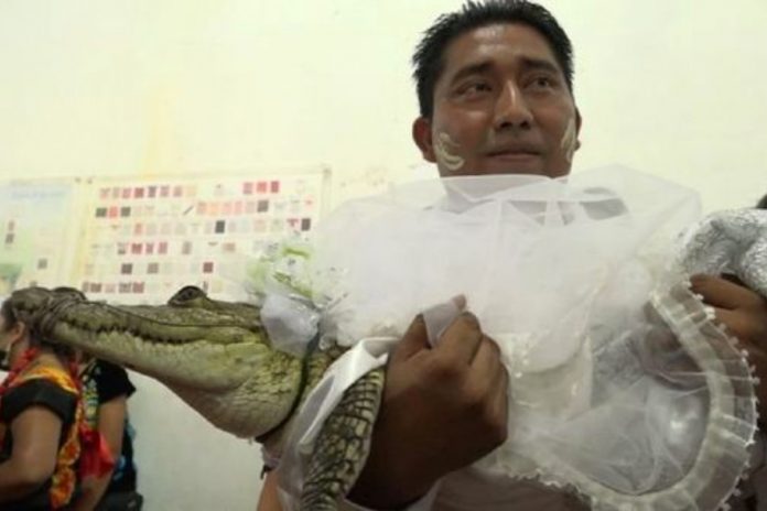 Meksykański samorządowiec poślubił aligatora Źródło: Twitter/@24_morelos