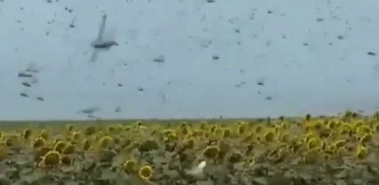 Szarańcza w Rosji Źródło: Twitter
