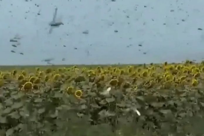 szarańcz-rosja-plaga-nczas Szarańcza w Rosji Źródło: Twitter