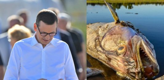 Mateusz Morawiecki, śnięta ryba z Odry Źródło: PAP, collage