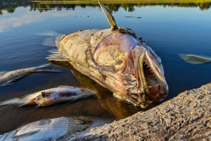 Śnięte ryby w Odrze. Foto: PAP