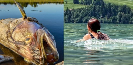 Śnięte ryby z Odry, pływająca osoba Źródło: PAP, Pixabay, collage