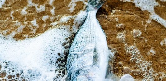 Sytuacja w Odrze staje się coraz poważniejsza. / Zdjęcie ilustracyjne: Pexels