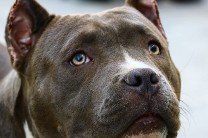 Pies rasy pitbull. Zdjęcie ilustracyjne. Źródło: pixabay