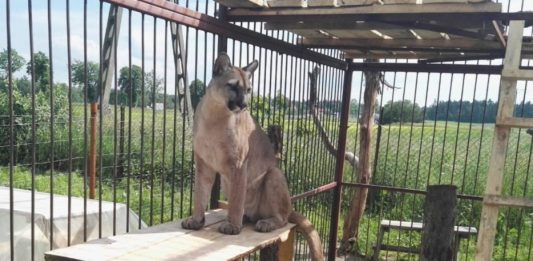 Puma Nubia. / foto: Facebook: Projekt Puma - Nubia