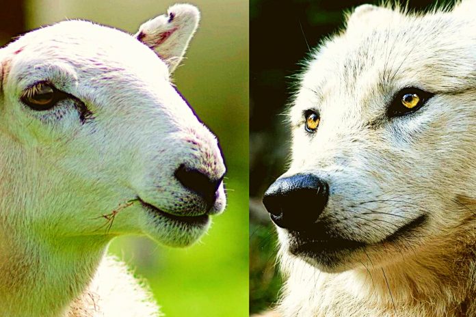 owce-wilki-hongkong-chiny Owce kontra wilki. / Zdjęcie ilustracyjne: Pixabay