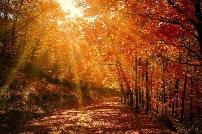Jesień. Słoneczny dzień w lesie. Zdjęcie ilustracyjne. Źródło: pixabay