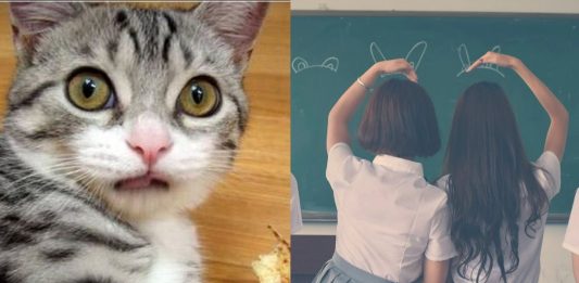 Kot, uczennice Źródło: MEM (Internet), Pexels, collage