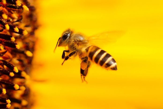 Pszczoła. Zdjęcie ilustracyjne. Źródło: pixabay