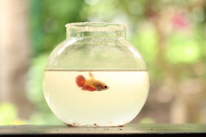 Złota rybka w akwarium. Foto: pixabay
