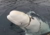 Wieloryb Hvaldimir, który okazał się rosyjskim szpiegiem Źródło: YouTube