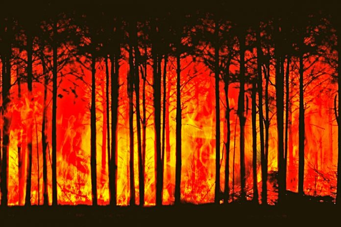 Pożar lasu. Zdjęcie ilustracyjne: Pixabay