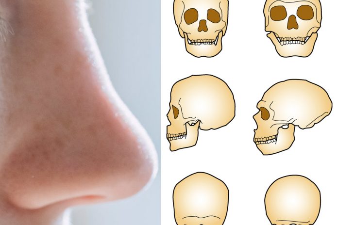 Nos, porównanie czaszki homo sapiens (z lewej) z neandertalczyka (z prawej) Źródło: Pexels, WikiMedia (GNU Free Documentation License), collage