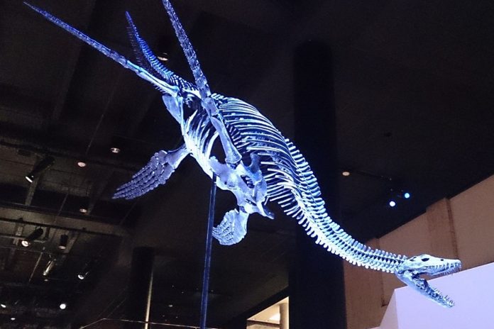 Rekonstrukcja szkieletu plezjozaura. Foto: wikimedia/ Paleo Hall w HMNS/Kim Alaniz/CC2.0