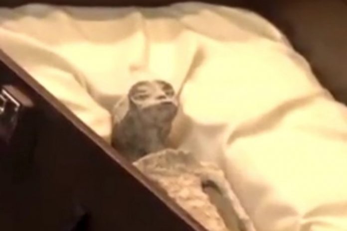 Mumia kosmity? Szczątki zaprezentowano przed meksykańskim parlamentem Źródło: Twitter