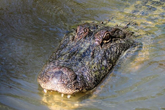 aligator Aligator. Zdjęcie ilustracyjne Źródło: pixabay
