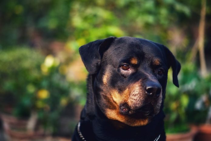 pies-rottweiler Rottweiler.