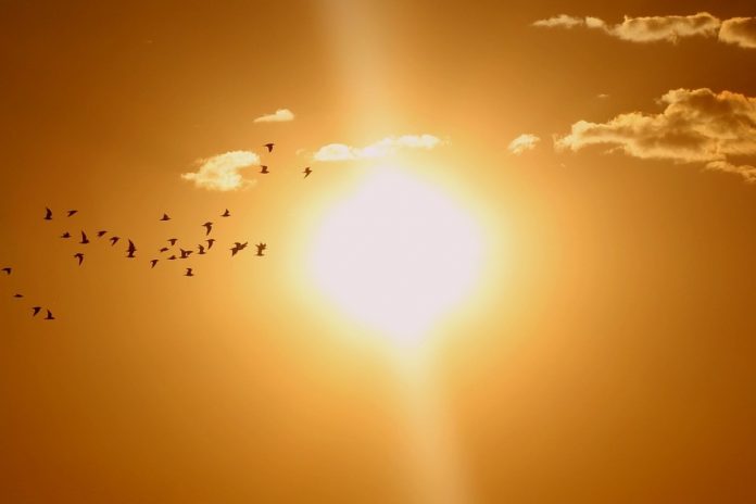 Odlatujące ptaki na tle zachodzącego Słońca. Zdjęcie ilustracyjne. Źródło: pixabay