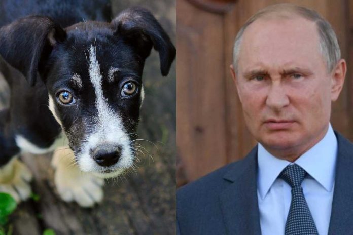 Pies-putin Pies oraz Władimir Putin / Zdjęcie ilustracyjne / Foto: Pixabay/PAP/DPA (kolaż)